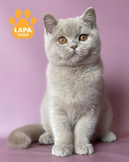 лілова британка