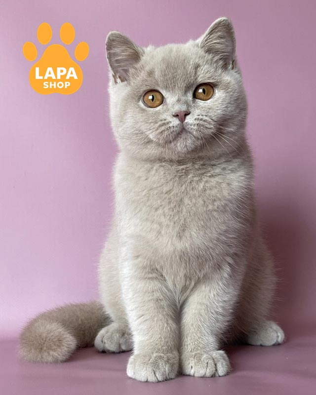 лілова британка