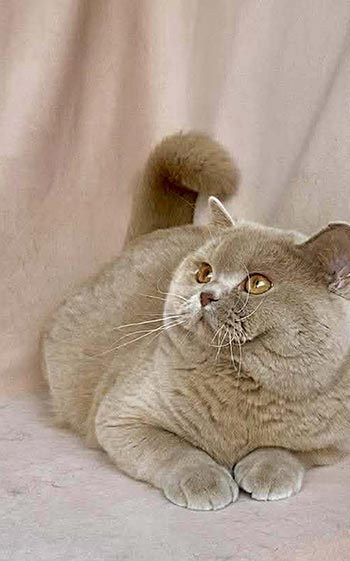 Killian — вишукане британське кошеня в ліловій шубці bri dad 1