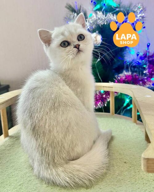 серебристый британец