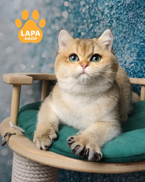 золота британка