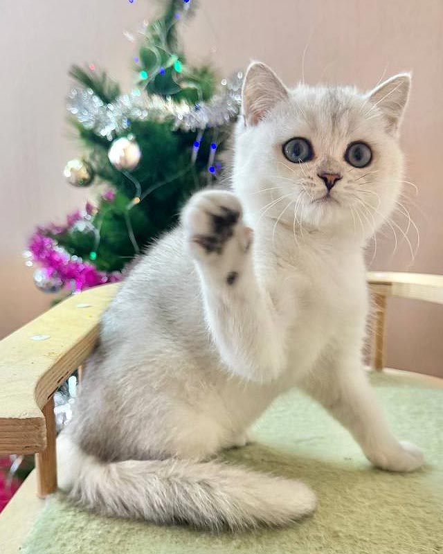 серебристый британец