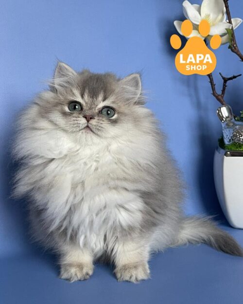 блакитно-затушована британка