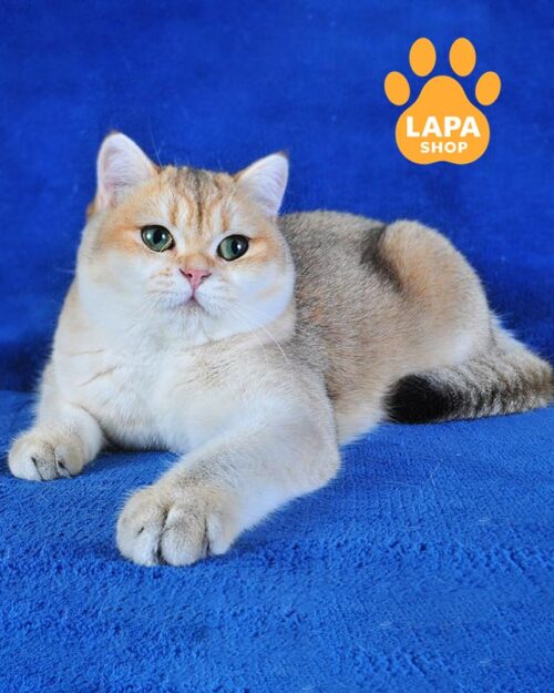 золота британка