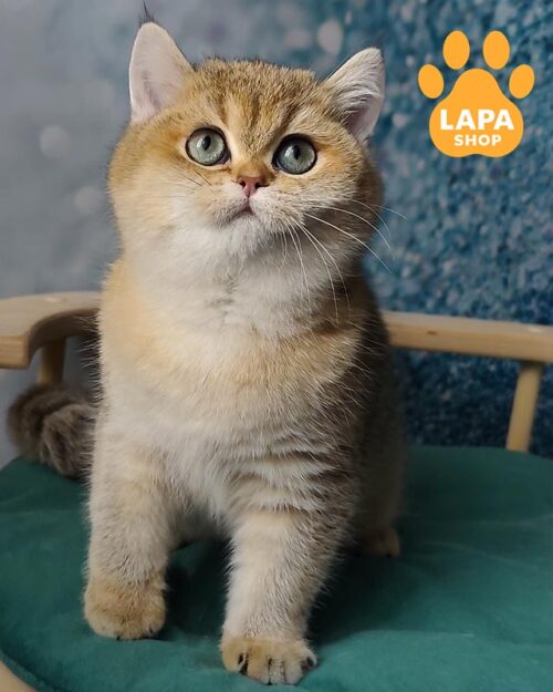 золота британка