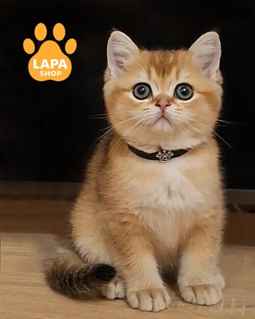 золотий британець