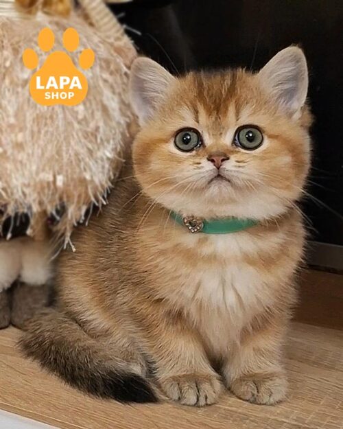 золота британка