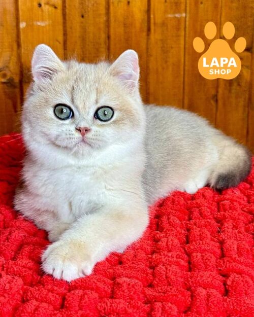 британське кошеня