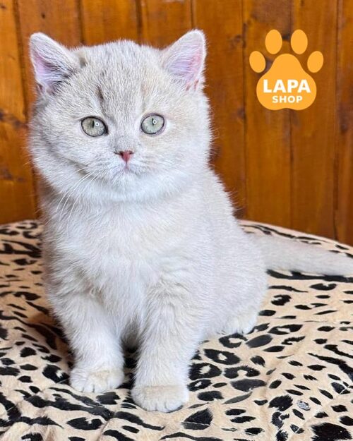 Мила британська кішечка в ніжній плюшевій шубці Ivetta