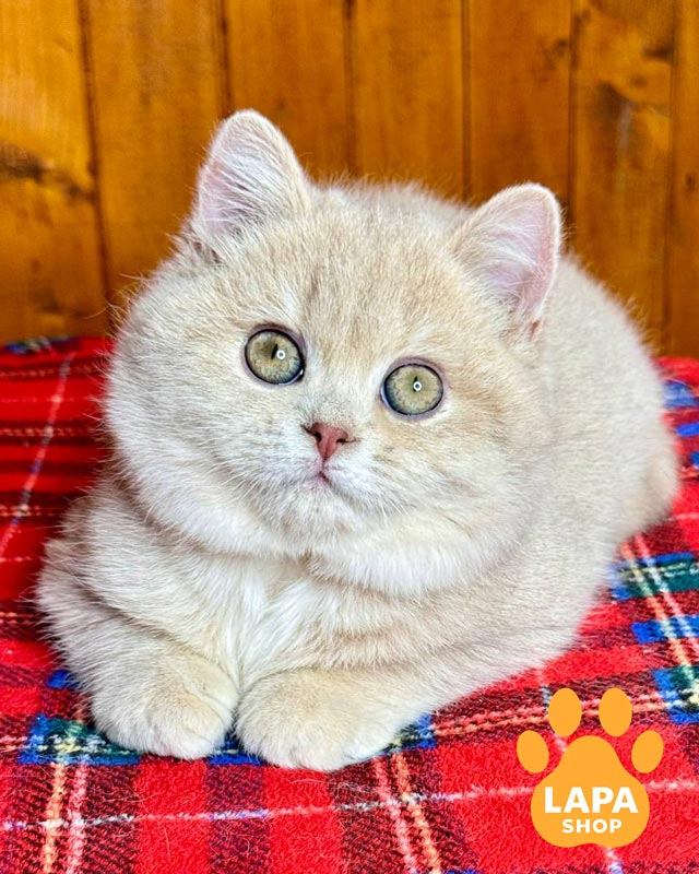 лилово-золотой британец <br> <br> <br>