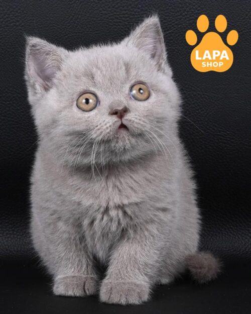 ліловий британець