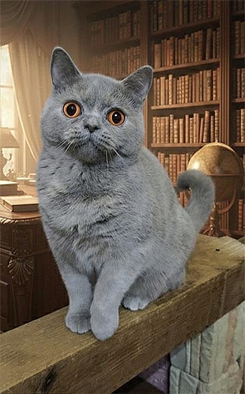 Killian — вишукане британське кошеня в ліловій шубці bri mom 1