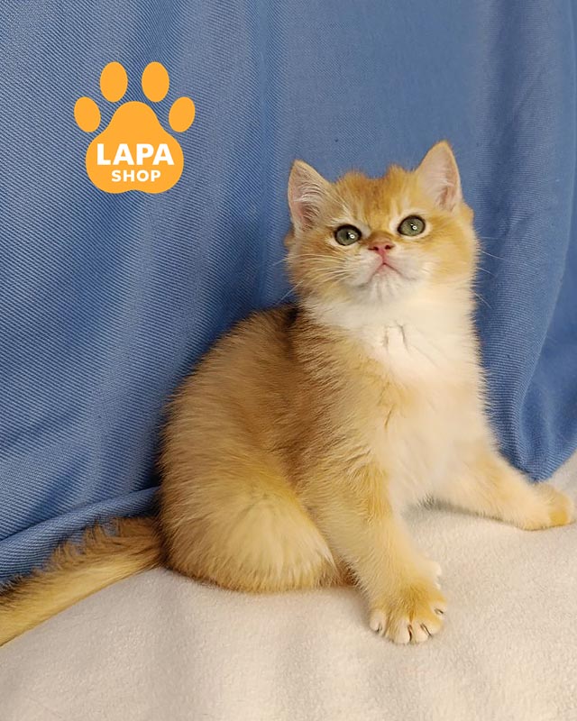 золотий британець