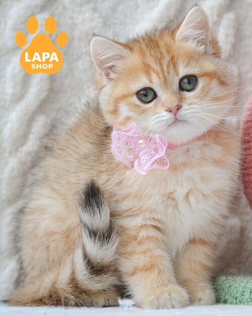 золота британка