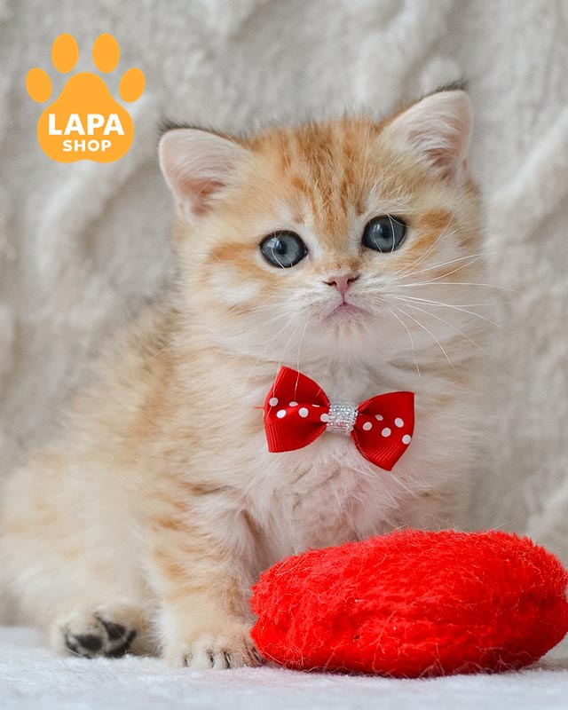 золотий британець