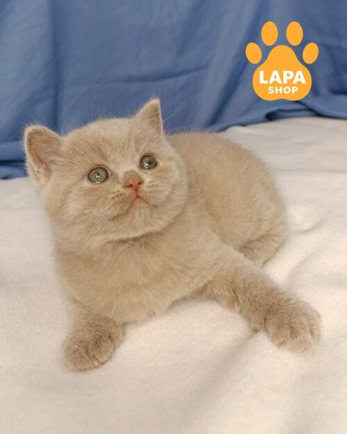 lilac British kitten