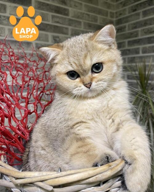 золота британка