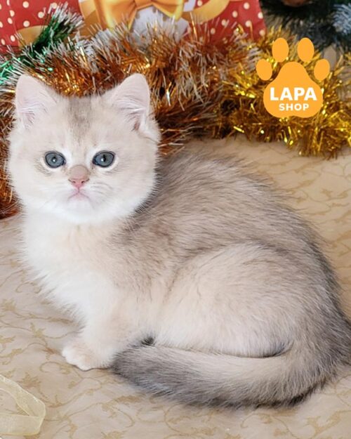 затушованный британец