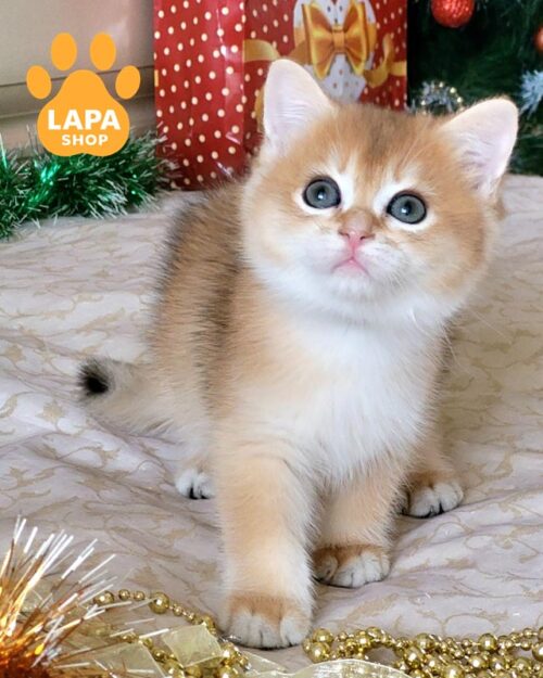 золотий британець