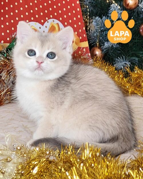 блакитно-золота британка