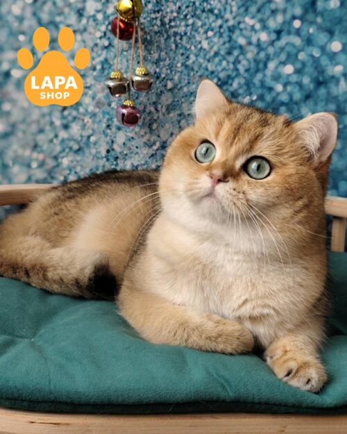 золотий британець