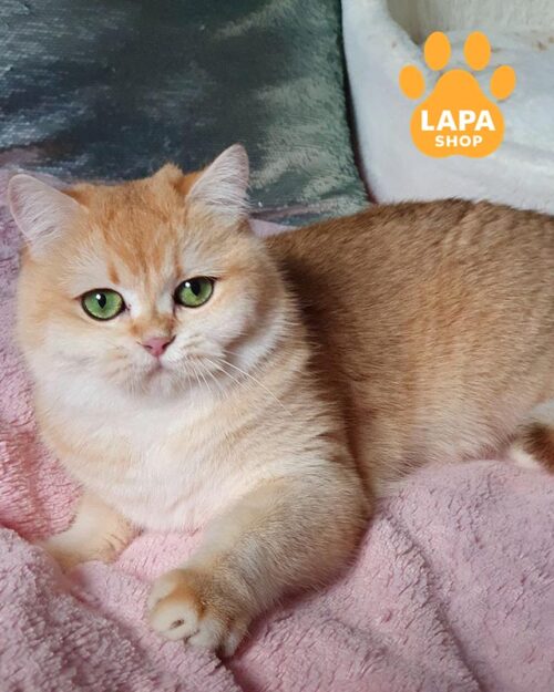 золота британка