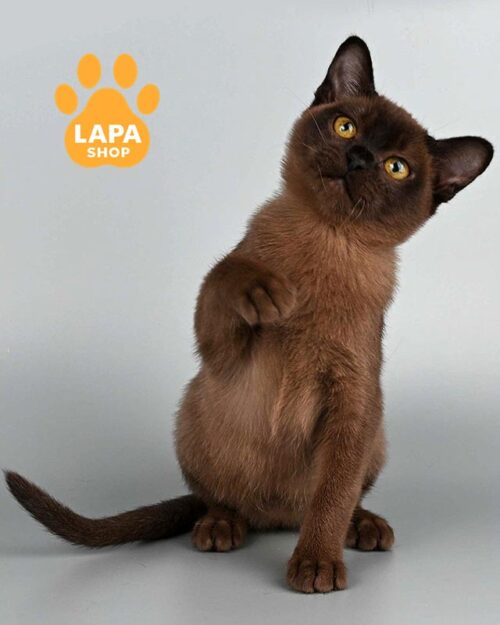 Xana — ефектна кішечка породи європейської бурми з вишуканим соболиним забарвленням