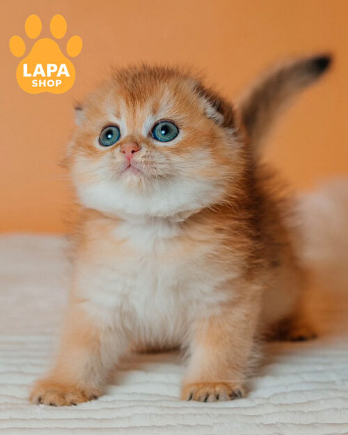 чорний золотий скотіш-фолд