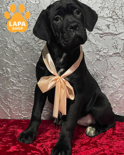 чорний кане корсо