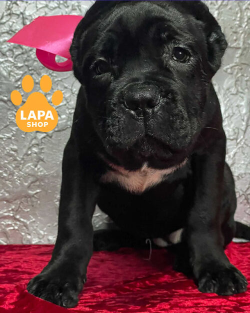 чорний кане корсо