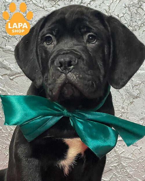 чорний кане корсо