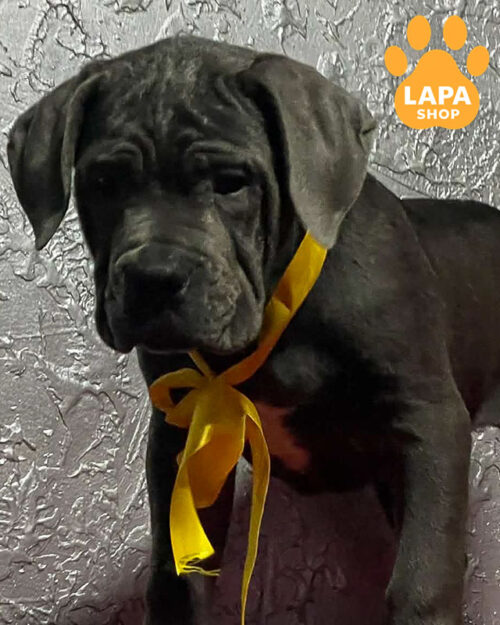 сірий кане корсо