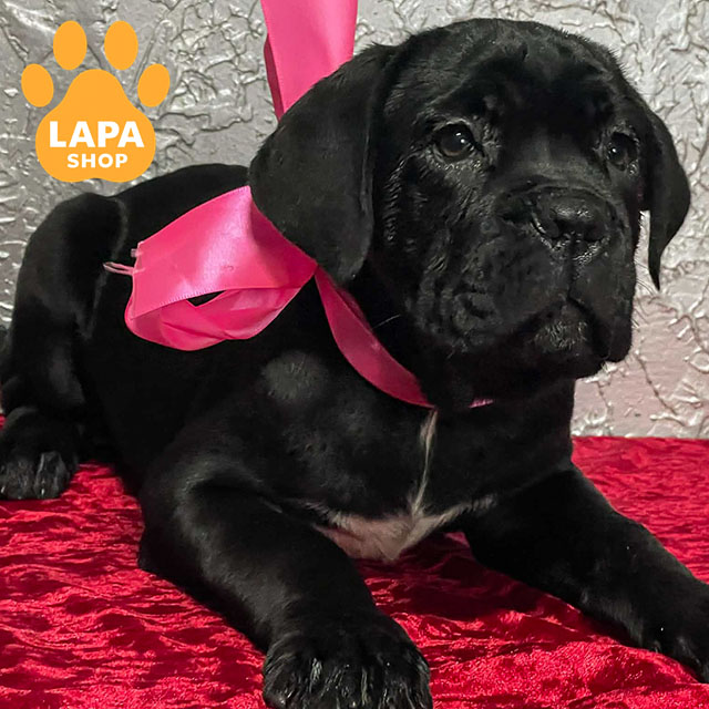 Cane-Corso-02