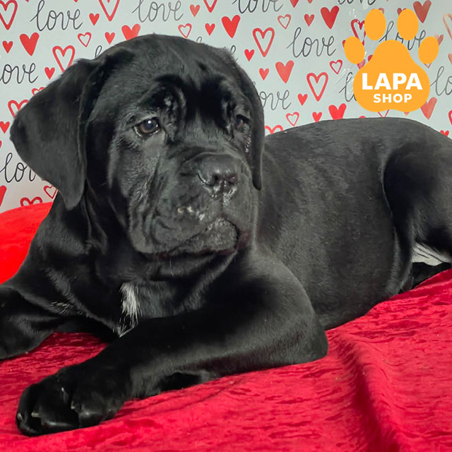 Cane-Corso-02