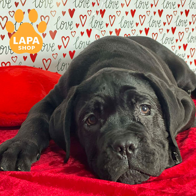 Cane-Corso-03