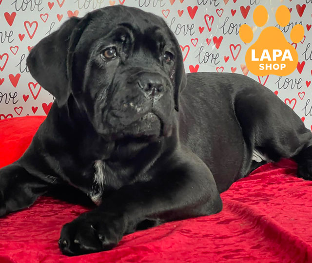 Cane-Corso-04
