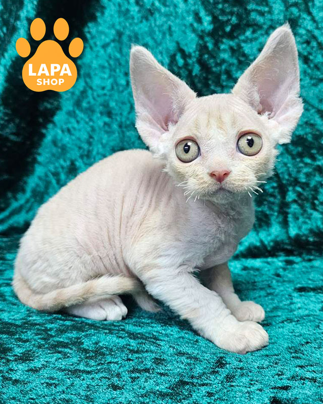 кремовий девон-рекс