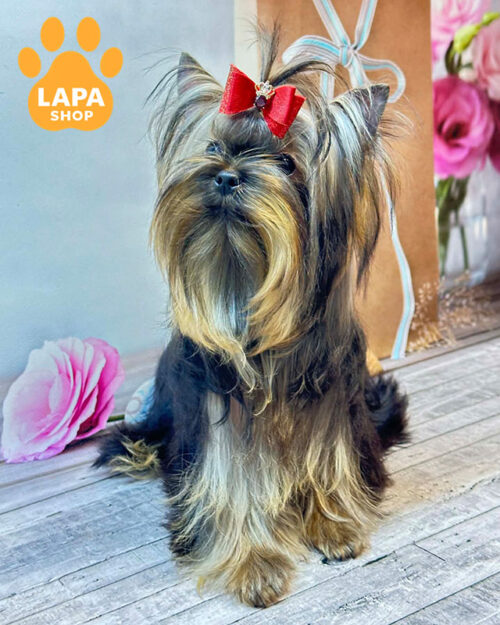 йоркширський тер'єр