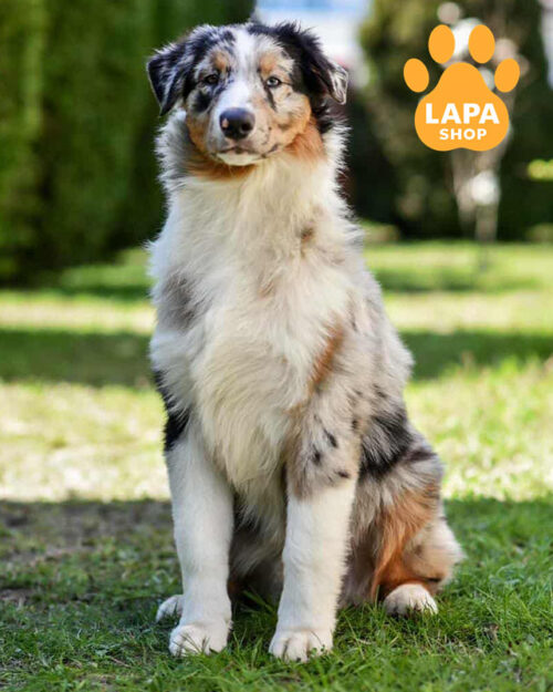 австралійська вівчарка