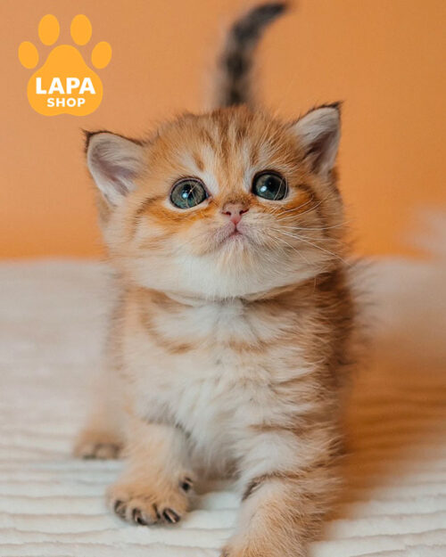 black gold scottish straight