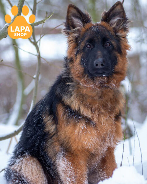 чепрачная немецкая овчарка