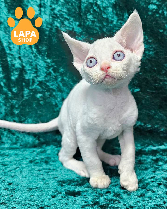 білий девон-рекс