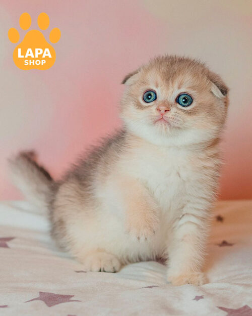 блакитний золотий скотіш-фолд