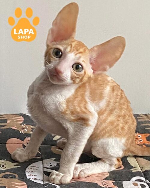 біло-рудий корніш-рекс