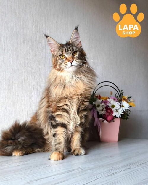 Daisy — чарівна красуня породи мейн-кун з ефектним черепаховим мармуровим забарвленням