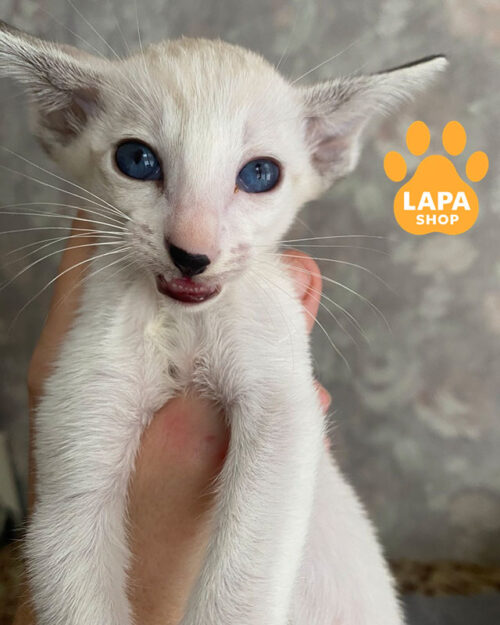 шоколадная таби сиамская