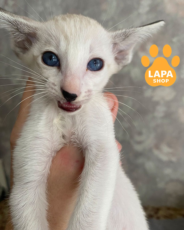 шоколадная таби сиамская