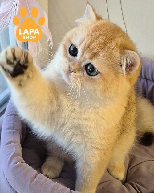 золотий британець