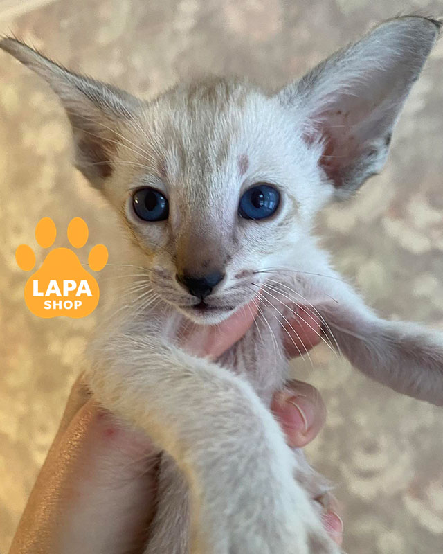 шоколадна табі сіамська