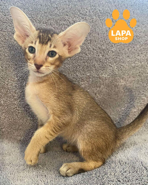 шоколадная ориентальная